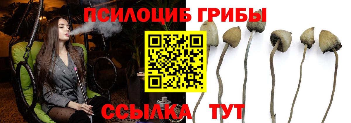 дарнет шоп  Псилоцибиновые грибы прущие грибы  Псилоцибиновые грибы Cubensis  Вход с VPN  Баксан 